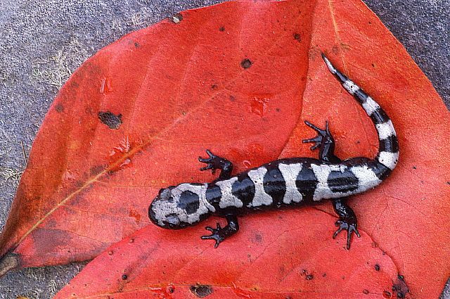 Marbled Salamander