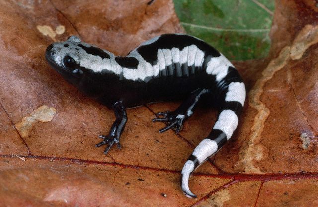 Marbled Salamander