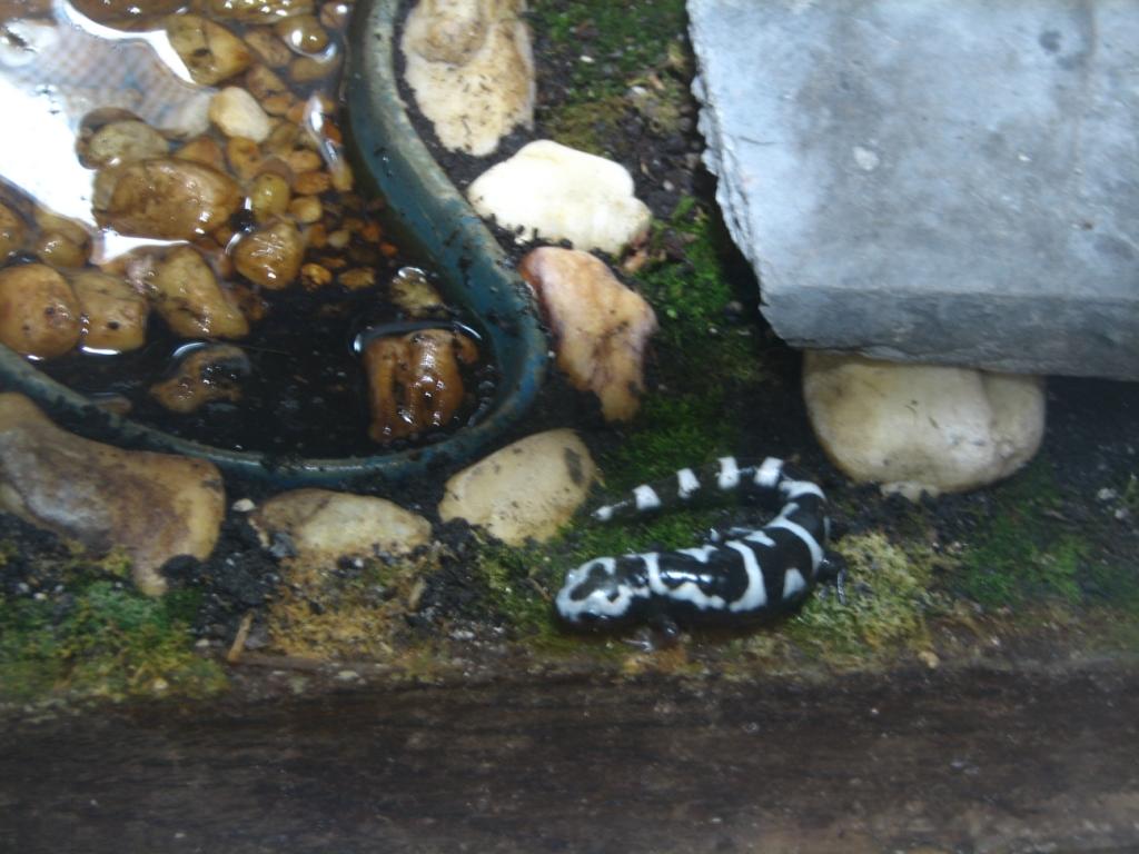 marbled salamander