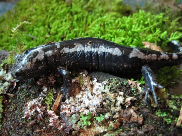 Marbled Salamander