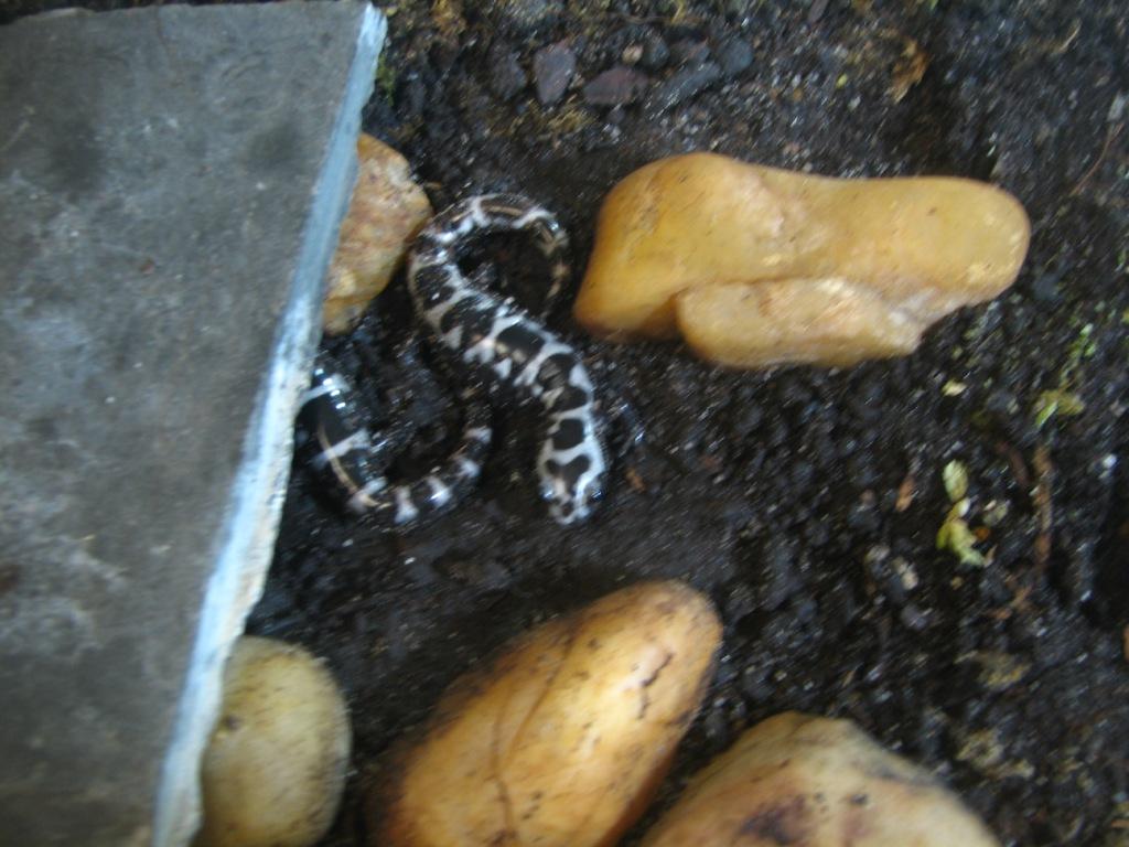 Marbled salamanders