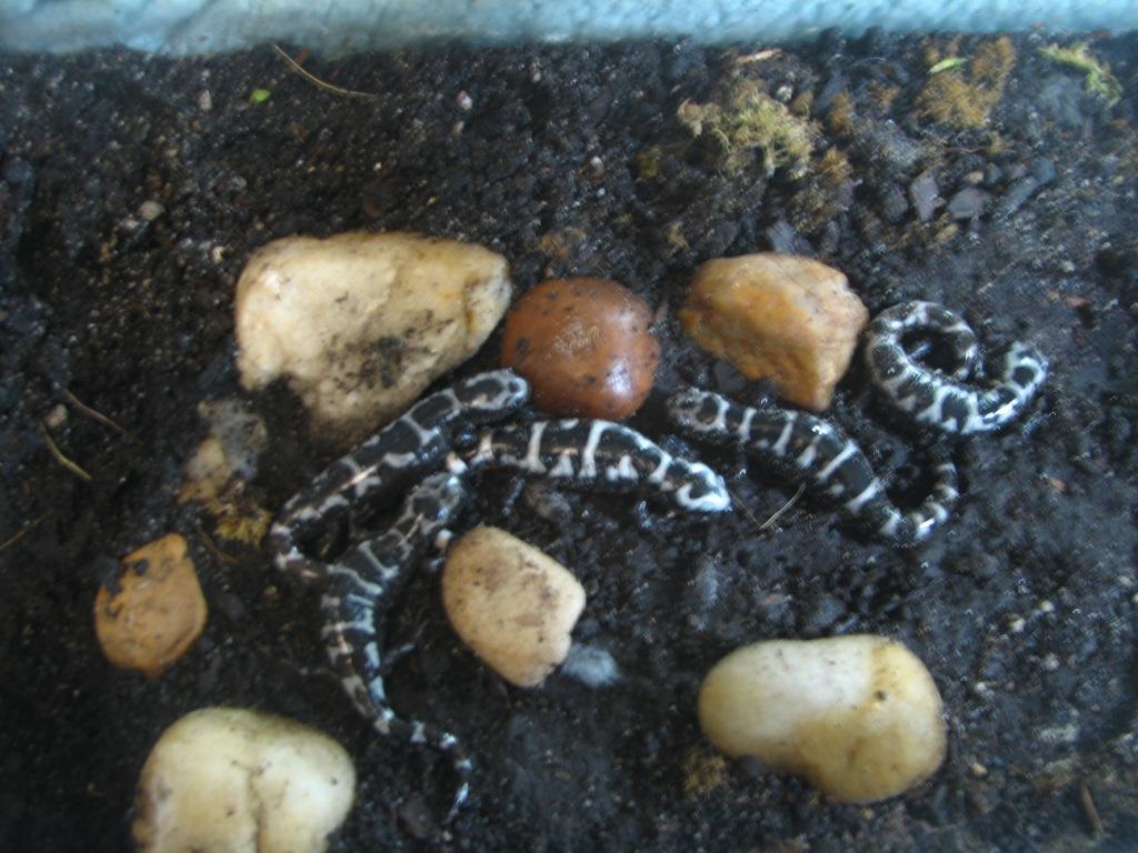 Marbled salamanders