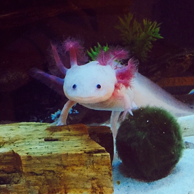 marimo frand