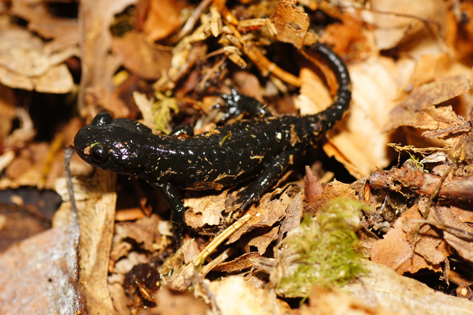 Mario Riedling - MarioR - Salamandra atra (juvenile)