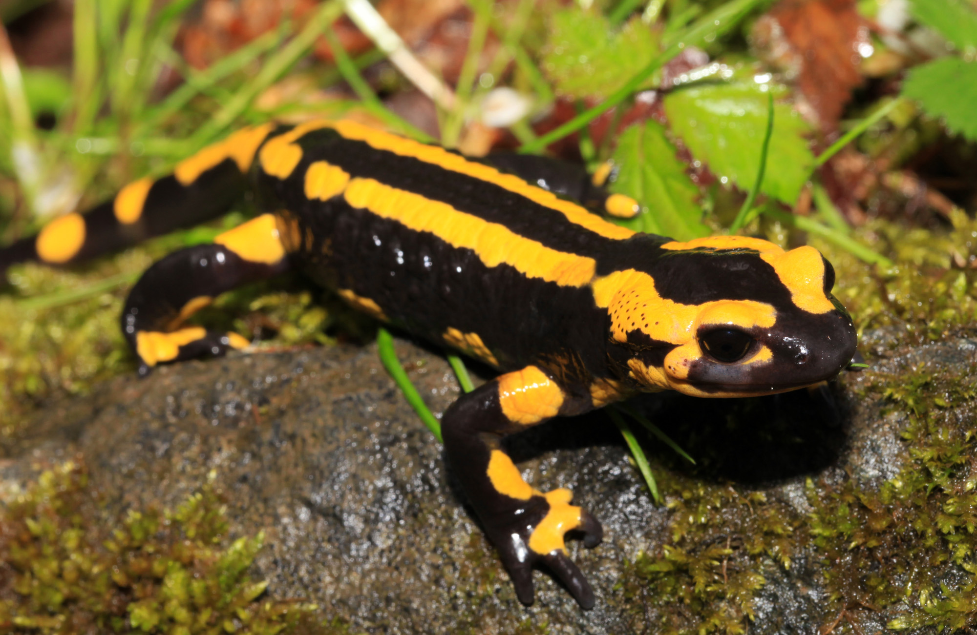 Mark Aartse Tuyn - Salamandra salamandra terrestris