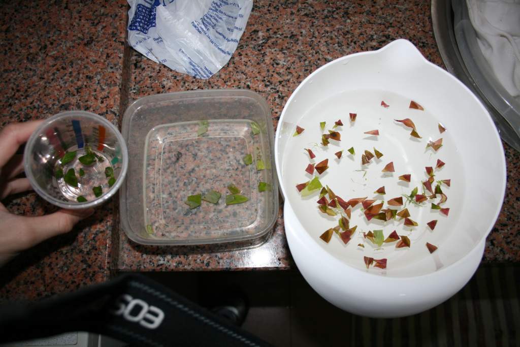 marmoratus eggs from left to right:
Unknown eggs; Eggs from female 1; Eggs from female 2