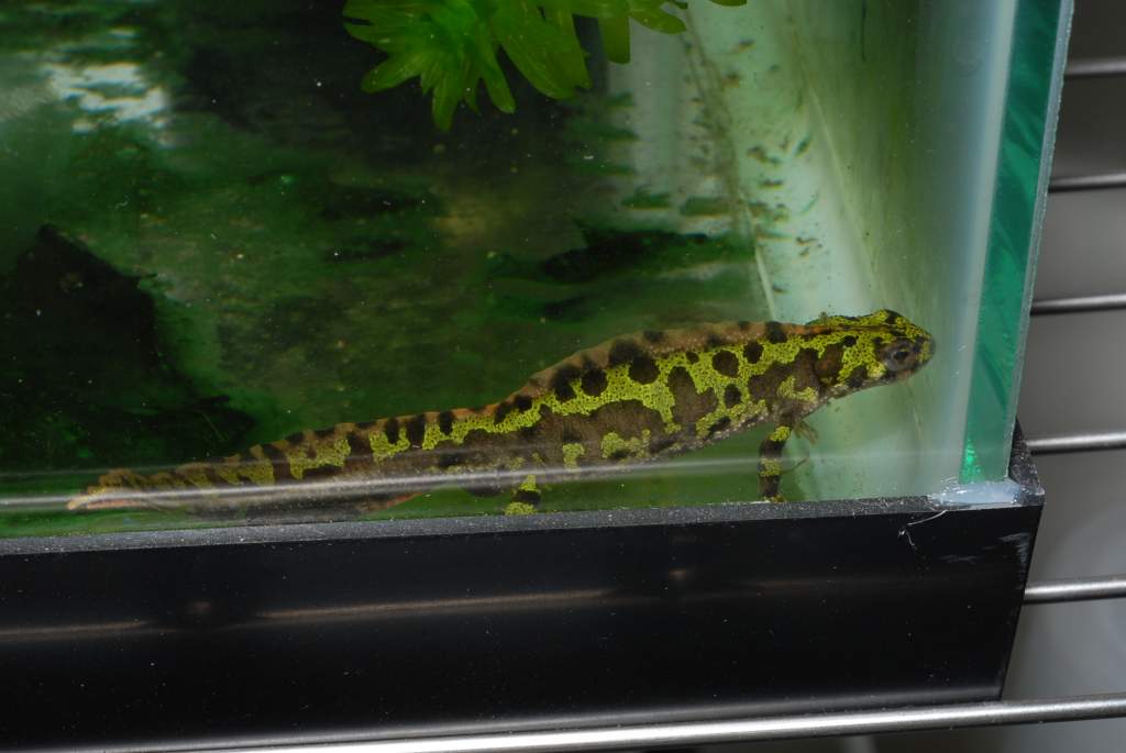 Marmoratus