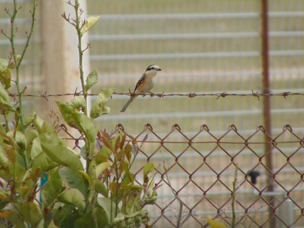 Masked shrike, (Lanius nubicus) in the same location as the Be'er sheva fringe-toed lizard