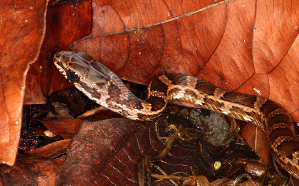 Mastigodryas melanolomus - Salmon Bellied Racer