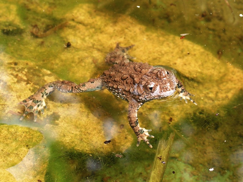 Maxima male's sunny bath