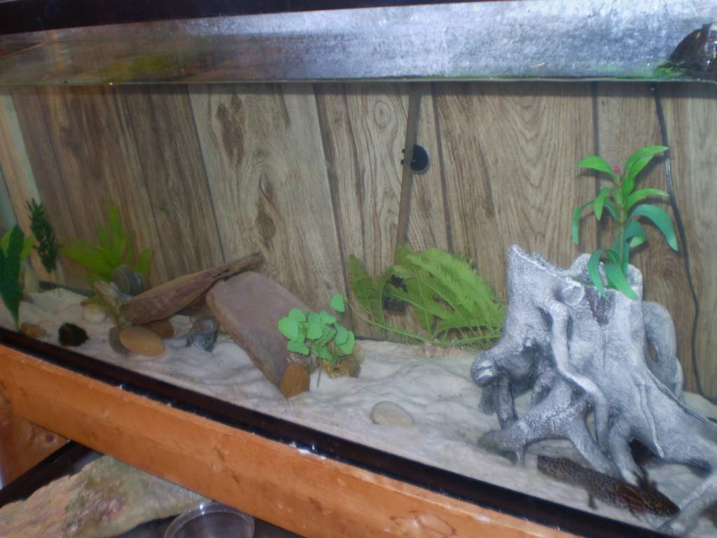 May I present my latest project...My Andersoni tank...The 55 I set up for Michael's lovelies...