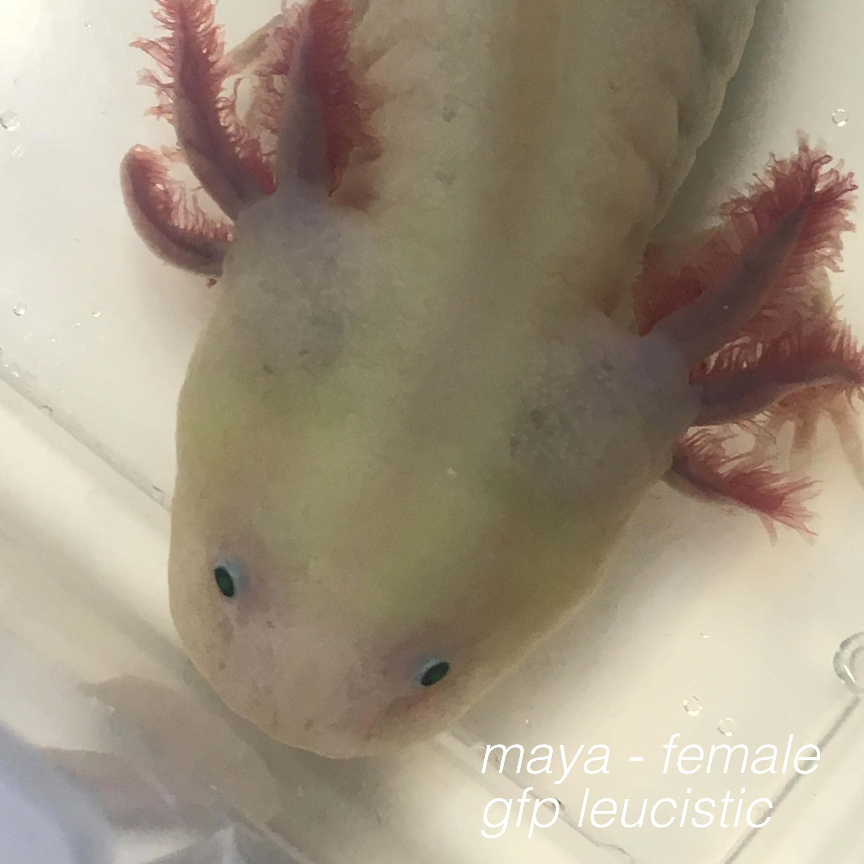 maya - female
gfp leucistic