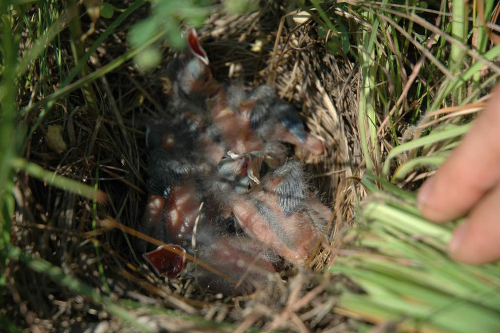 Meadowlarks