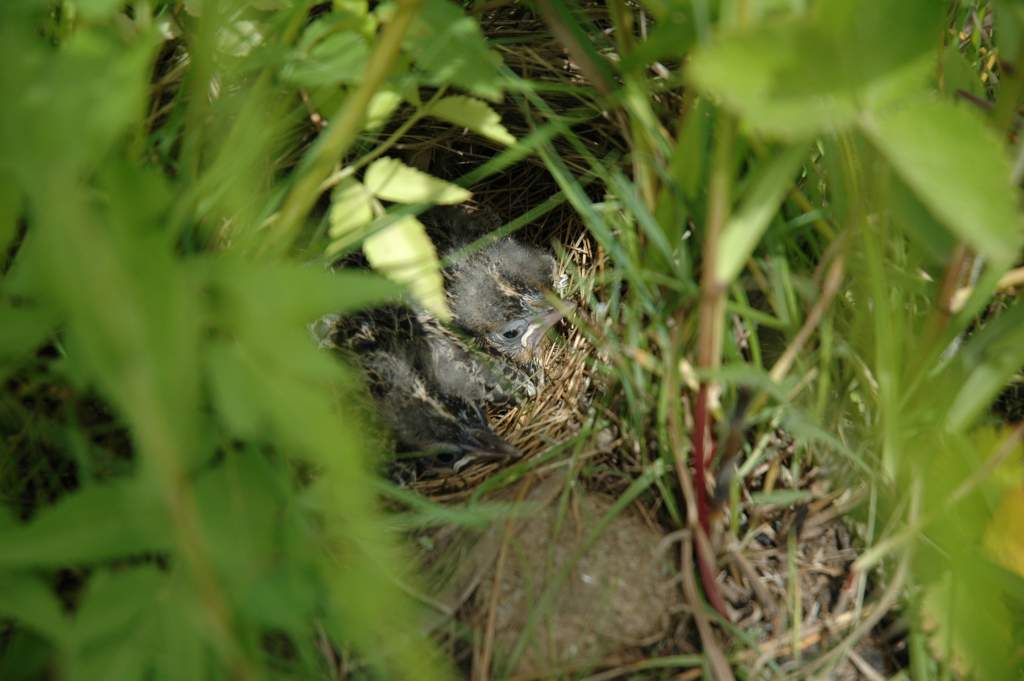 Meadowlarks