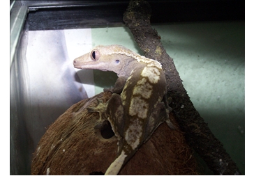 Mela is a female blond harlequin morf crested gecko.
she is the mother of Rune, Angua and Banana.