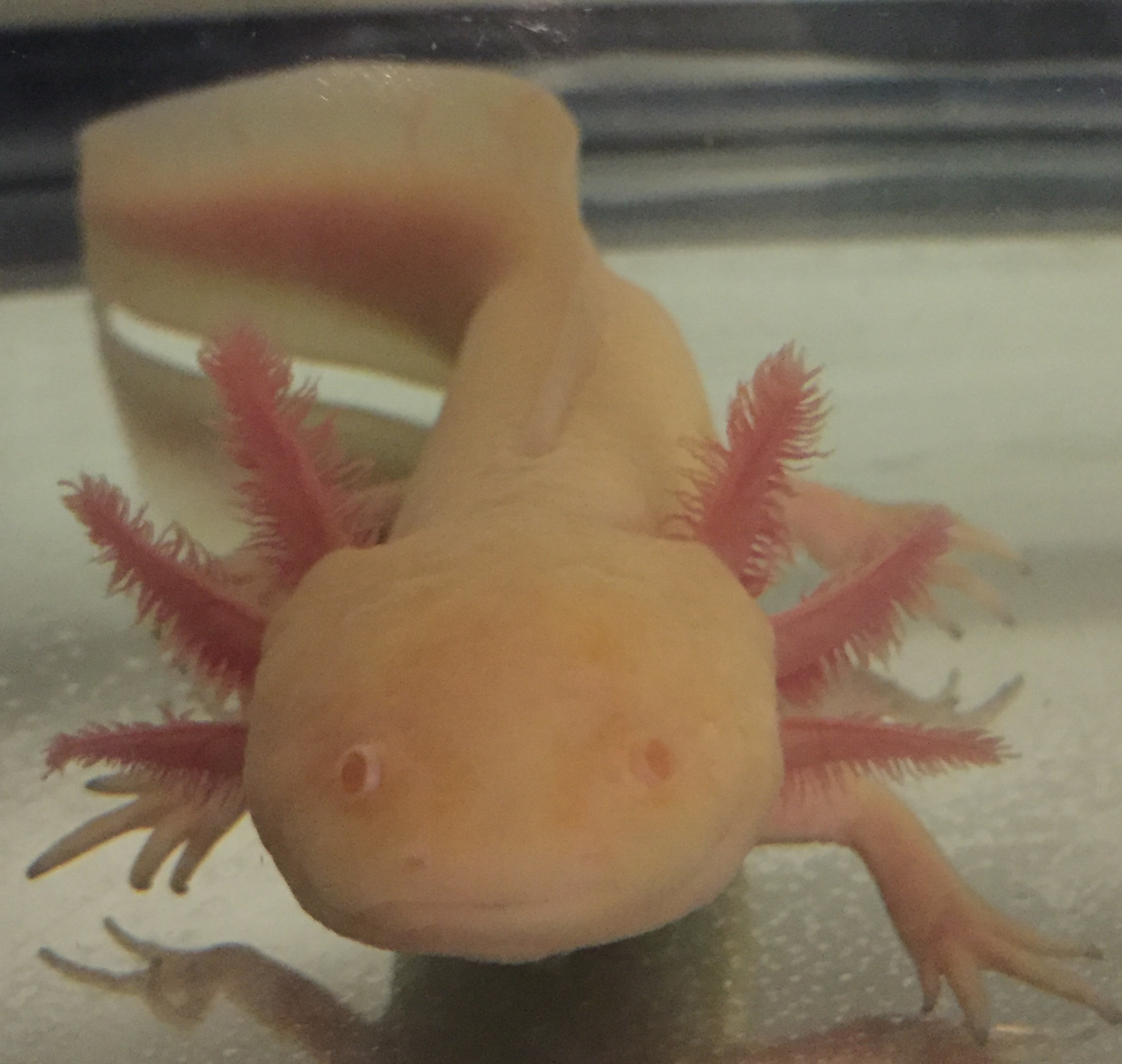 Melanoid albino - father of eggs that are for sale