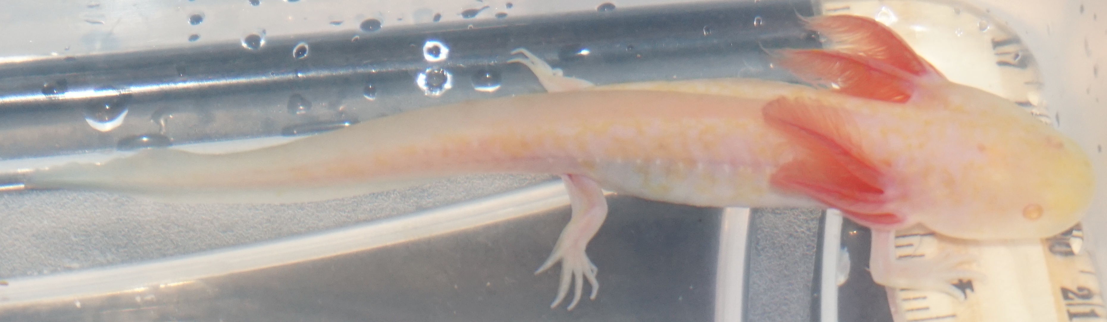 Melanoid Albino