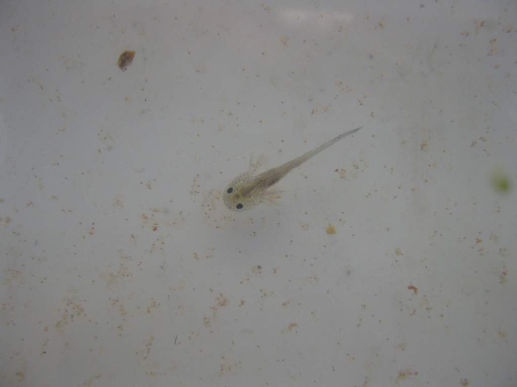 Melanoid axolotl larva