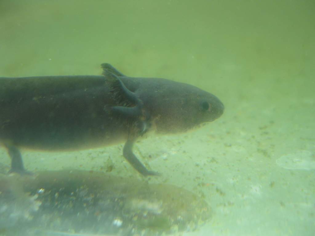 Melanoid axolotl, my favorite type.