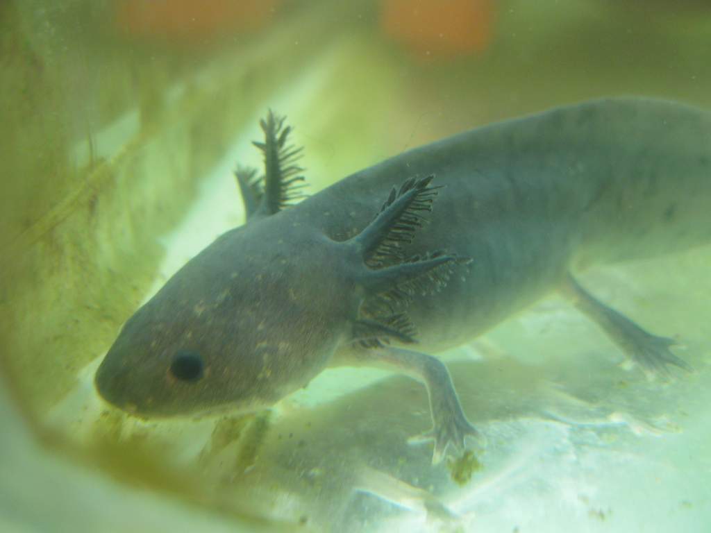 Melanoid axolotl.