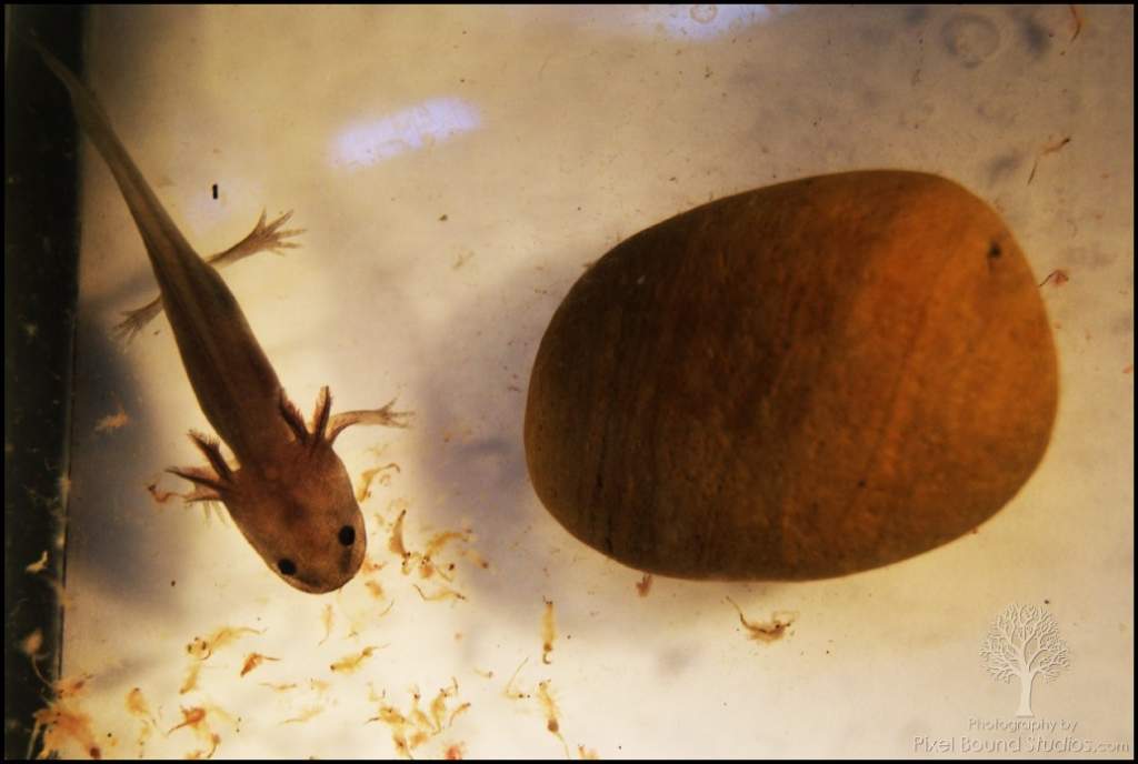 Melonoid Axolotl having brine shrimp dinner!