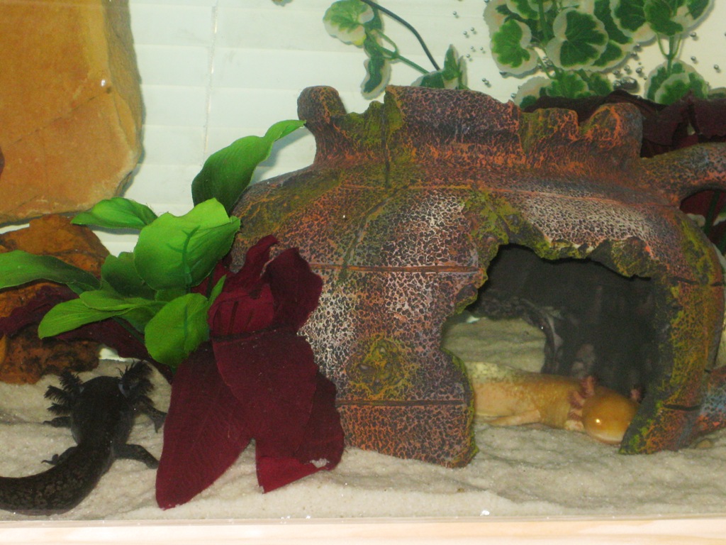 Merry (in the jug) and Pippin (in the plants).