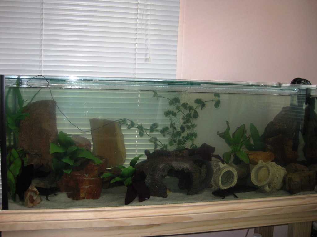 Merry, Pippin and Jade'sTank