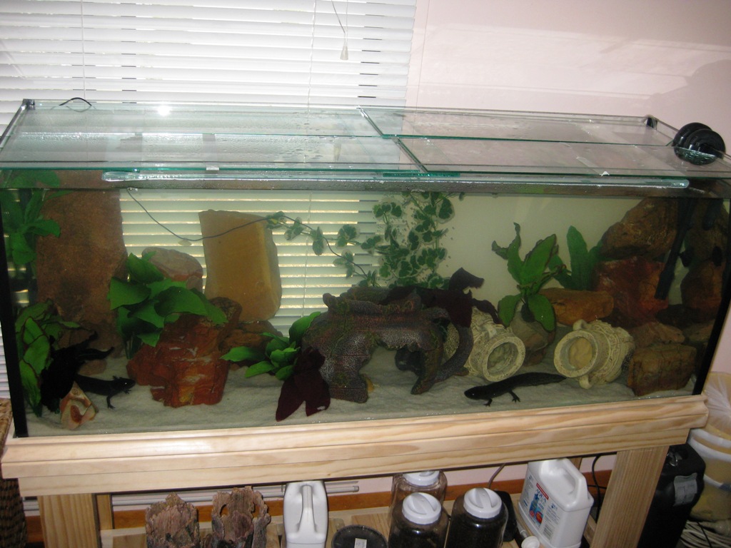 Merry, Pippin and Jade'sTank