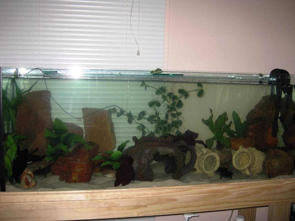 Merry, Pippin and Jade'sTank