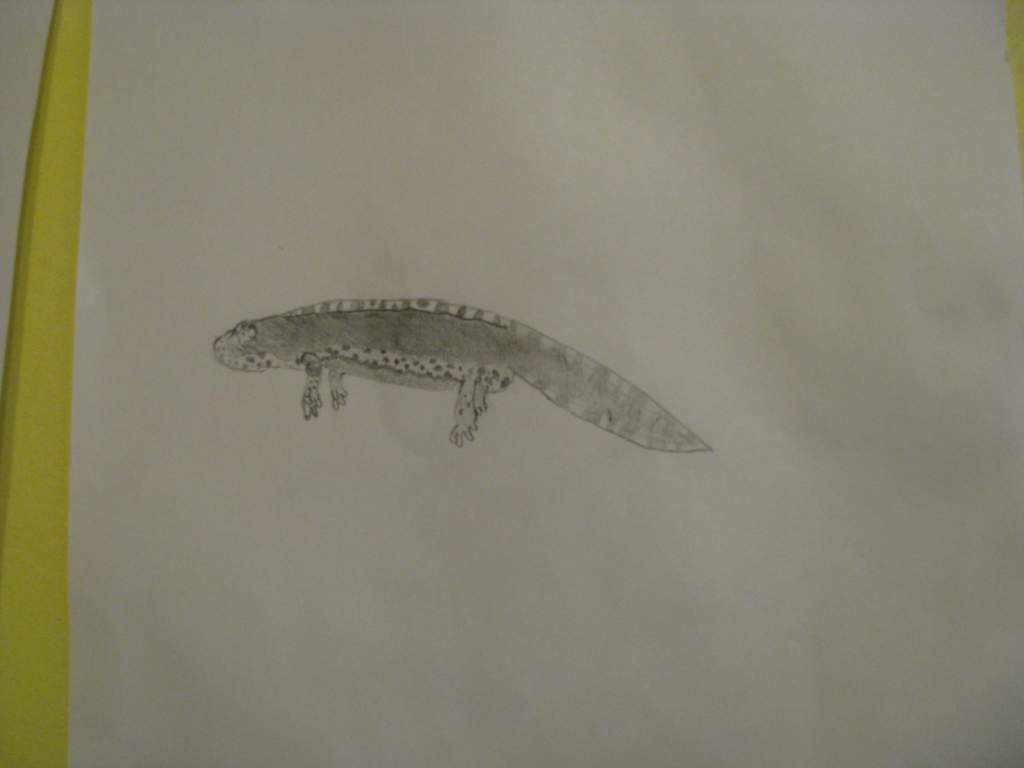 Mesotriton a. apuanas
Drawn with graphite pencil