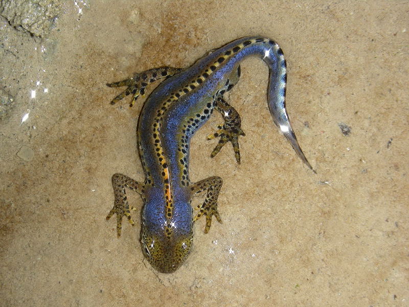 Mesotriton alpestris apuanus