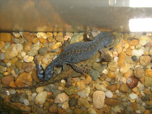 Mesotriton alpestris breeding behavior 1