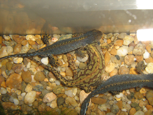 Mesotriton alpestris breeding behavior