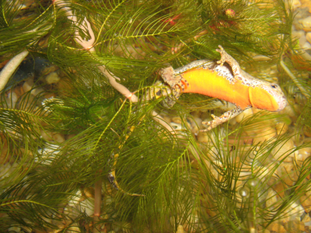 Mesotriton alpestris depositing an egg