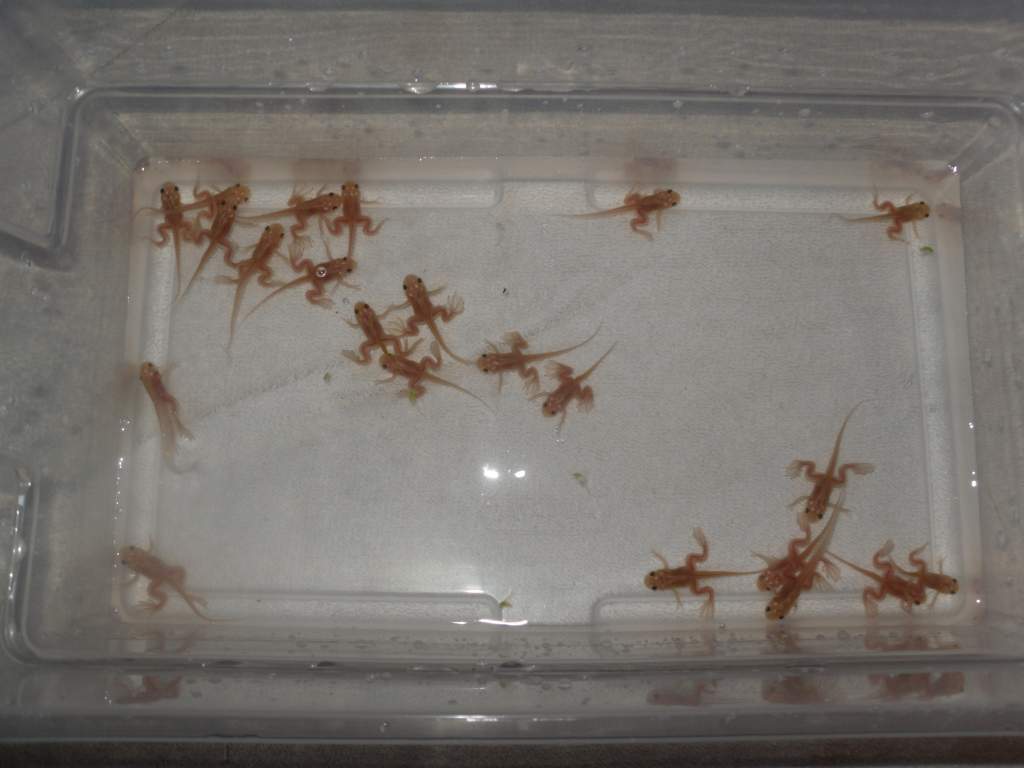 Metamorphing Pos. Het. "Pink" Babies
These little squirmers are the product of Pinkbert and Tock. Hopefully, they are Het. for the "Pink" gene, provin