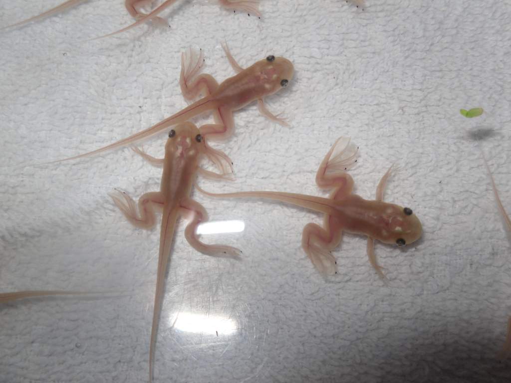 Metamorphing Pos. Het. "Pink" Babies
They're very cute with their disproportionate bodies, huh? :)