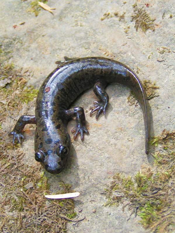 Metamorphosed Pacific Giant Salamander (Dicamptodon tenebrosus)