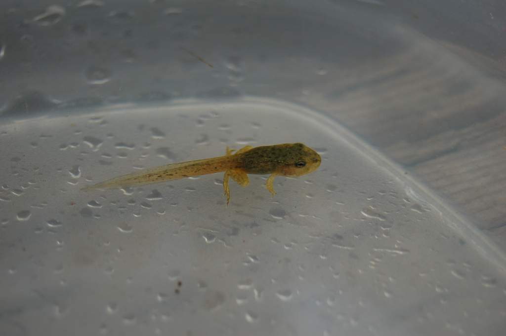 Metamorphosing wood frog tadpole. I'm really excited as this is the first tadpole I've actually ever raised this long.