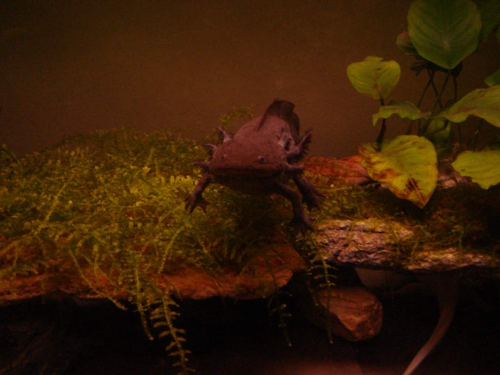 Mifune, climbing over the growing java moss! It's overflowing off the rock now! Pretty.