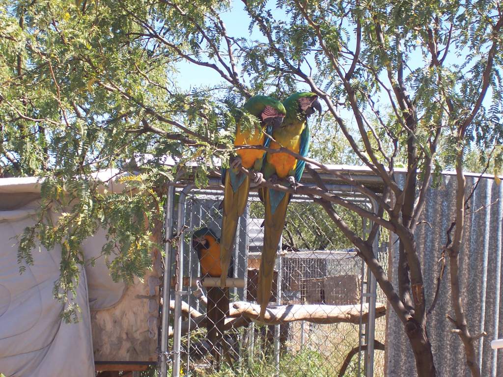 Miligolds = hybrid Blue & Gold x Military Macaws