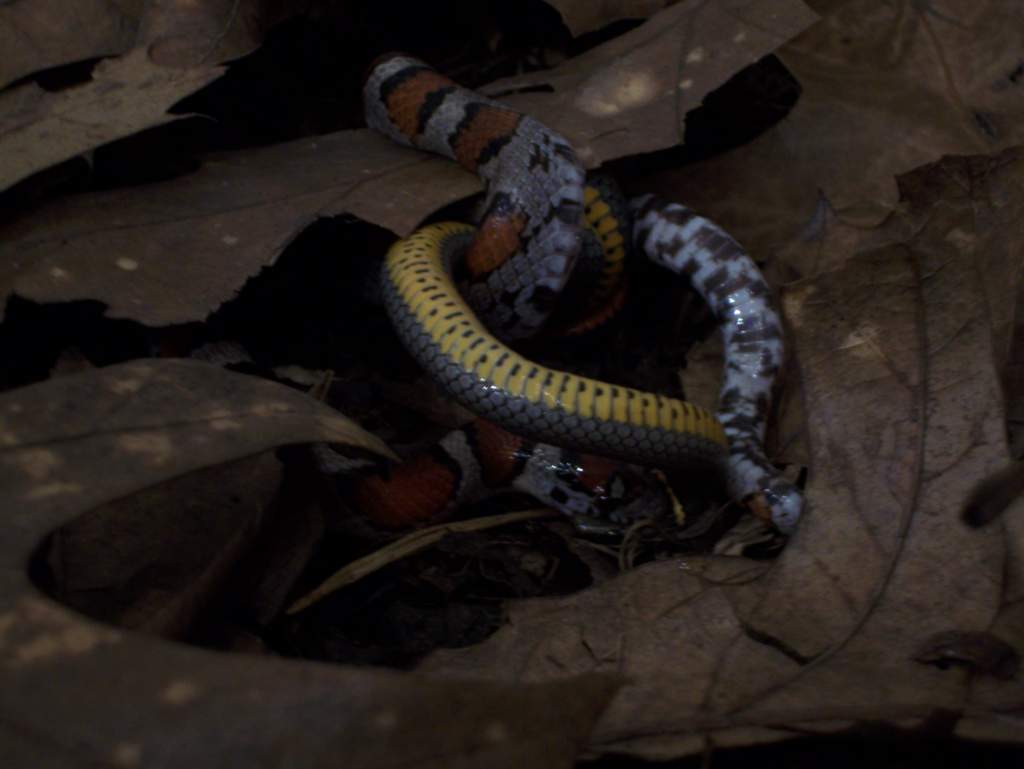 Milk snake eats ringedneck snake