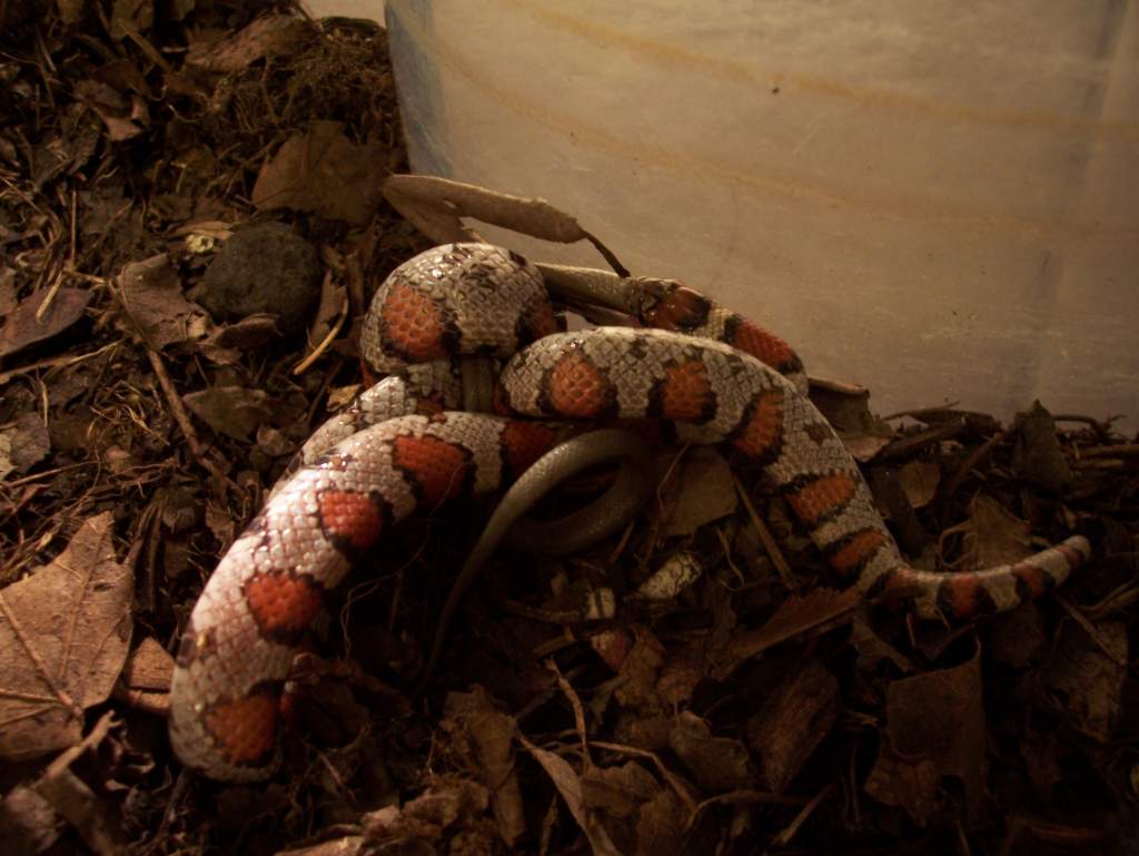 Milk snake eats rough earth snake