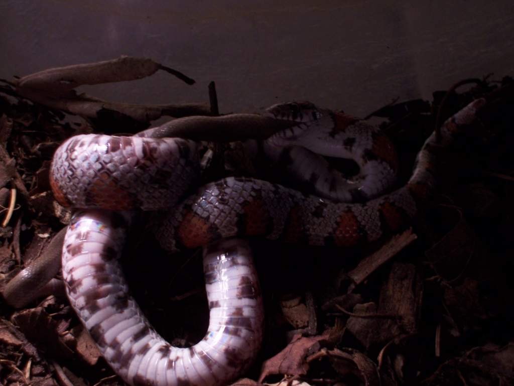 Milk snake eats rough earth snake