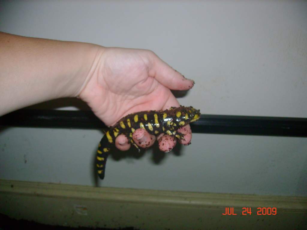 Milo Tiger Salamander