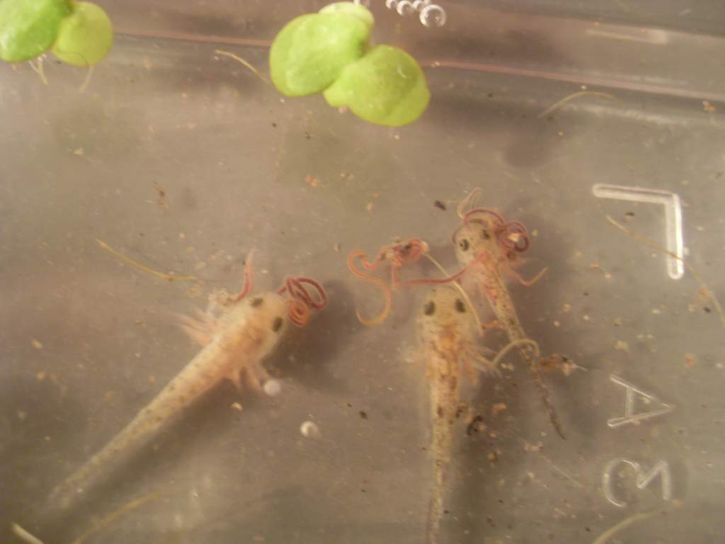 Mines Pleurodeles waltl larvae..eating blood worms