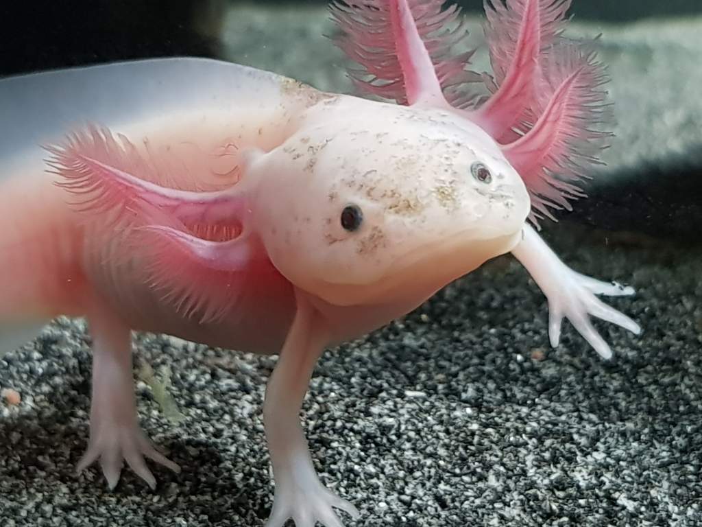 Mini - My leucistic juvie. The gill was probably bitten off by a sibling, but it has started to regrow! Lives alone in a 120 litre (32 gallon) tank. W