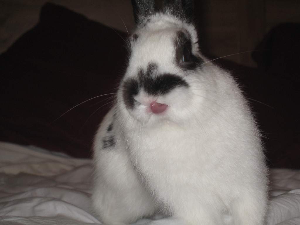 miniature rabbit (Buster)