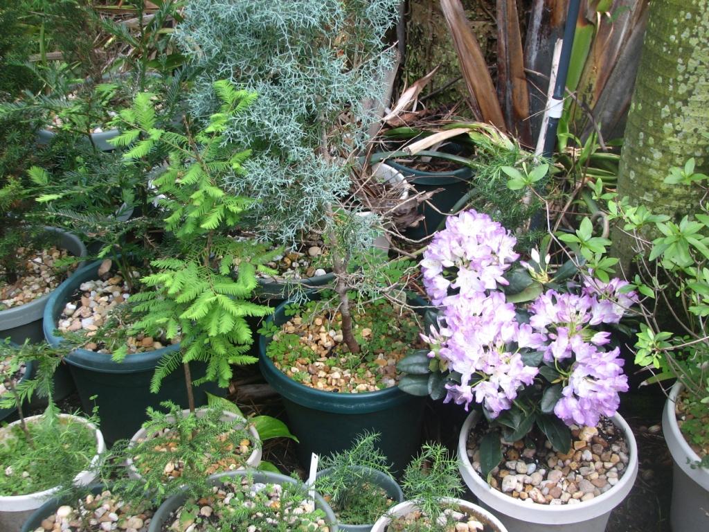 Misc. dwarf conifers & Rhododendron