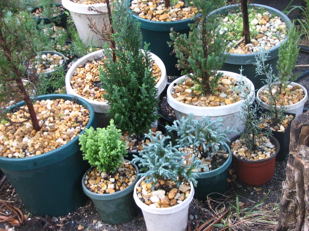 Misc. Dwarf conifers