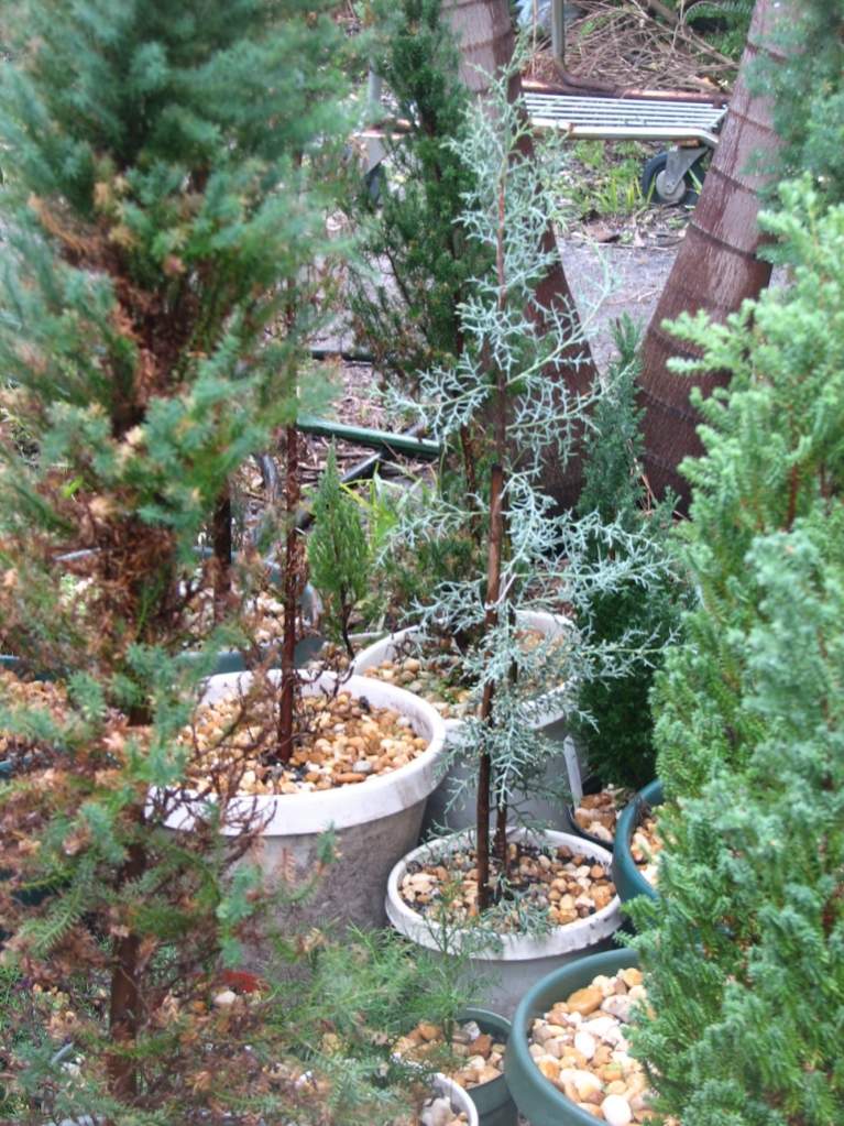 Misc. dwarf conifers